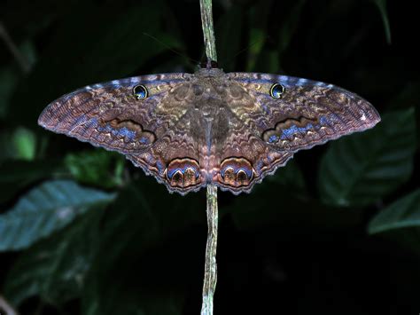 Harnessing the Spiritual Power of the Black Witch Moth's Dark Beauty